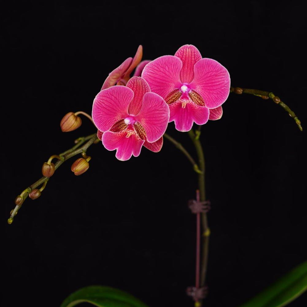 悠花里蝴蝶兰3.0寸【花木兰】带花带花苞开花株发货