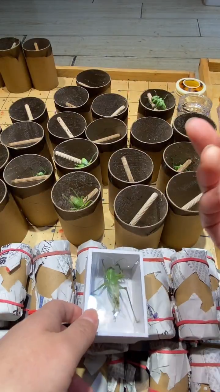 罗*爬虫蝈蝈爬虫蝈蝈