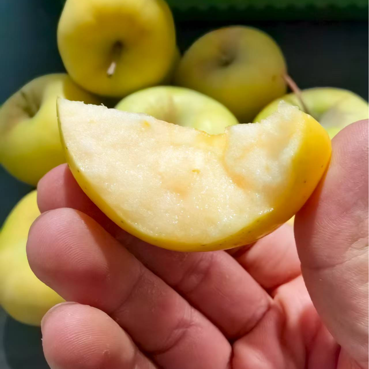 天山脚下的美味【王林苹果】香脆酥甜【彩箱包装】顺丰包邮新疆维吾尔自治区