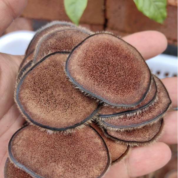 鹿茸片 红粉片 长白山鹿乡双阳 梅花鹿现切50克东北特产泡酒煲汤