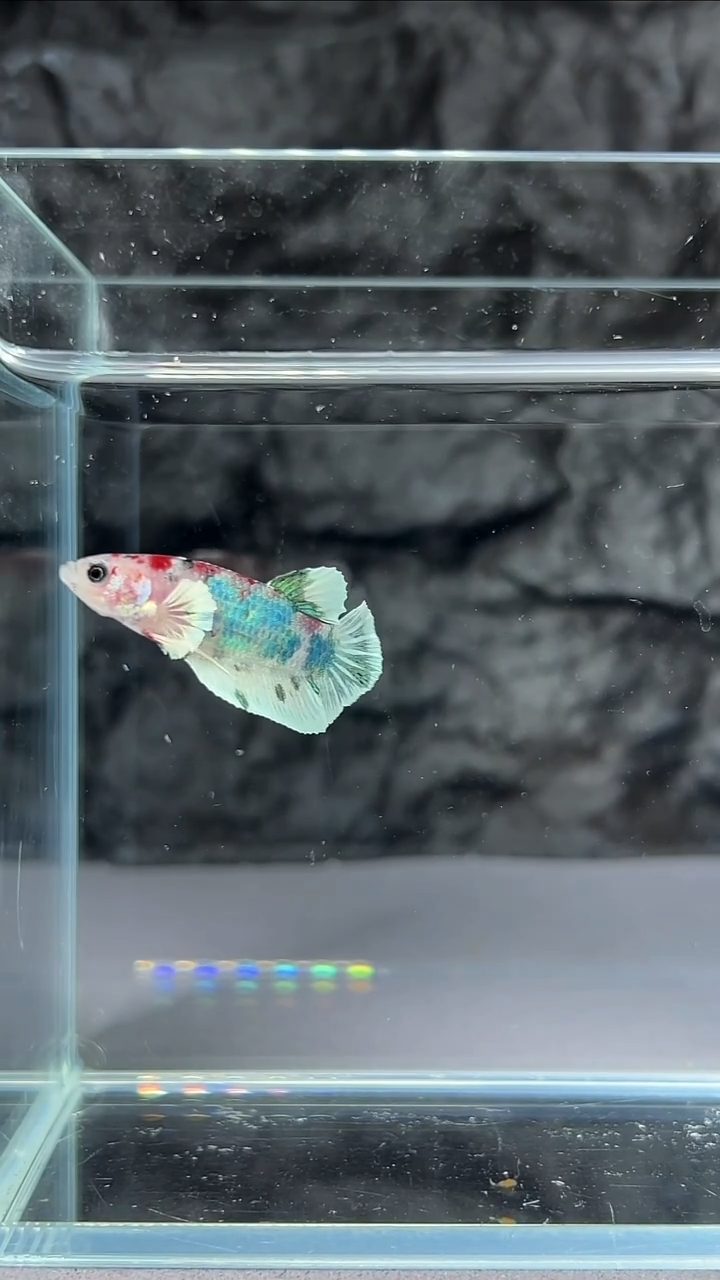 斗鱼竞拍链接S002