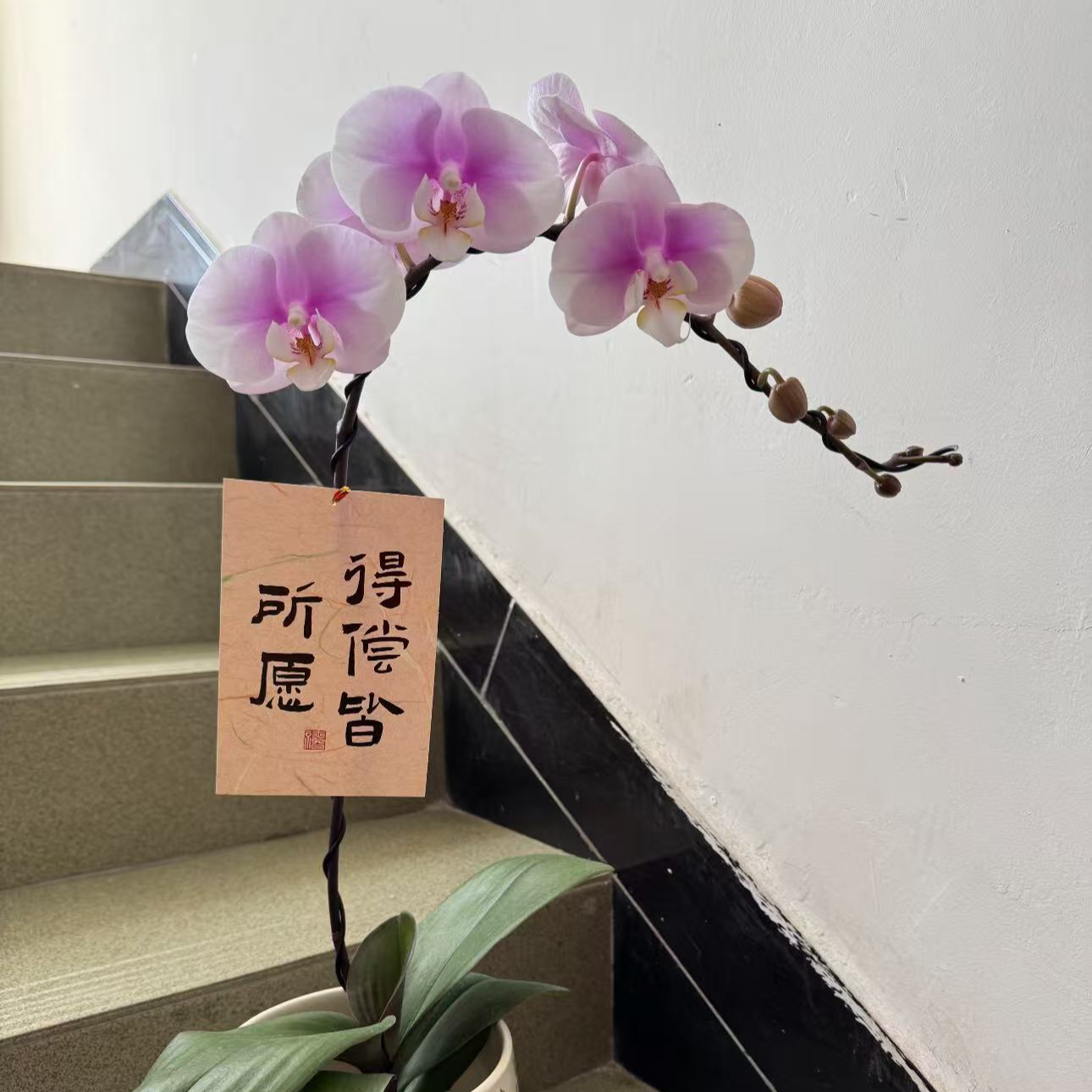 【白安娜】2.8寸杯单花剑淡紫色系中花型高品质精品蝴蝶兰
