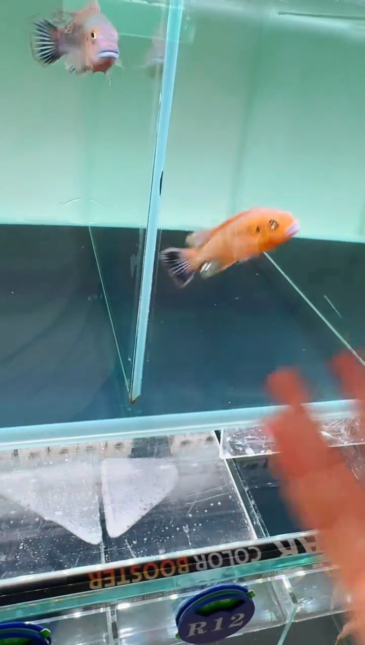 慈鲷鱼蓝唇威廉一条