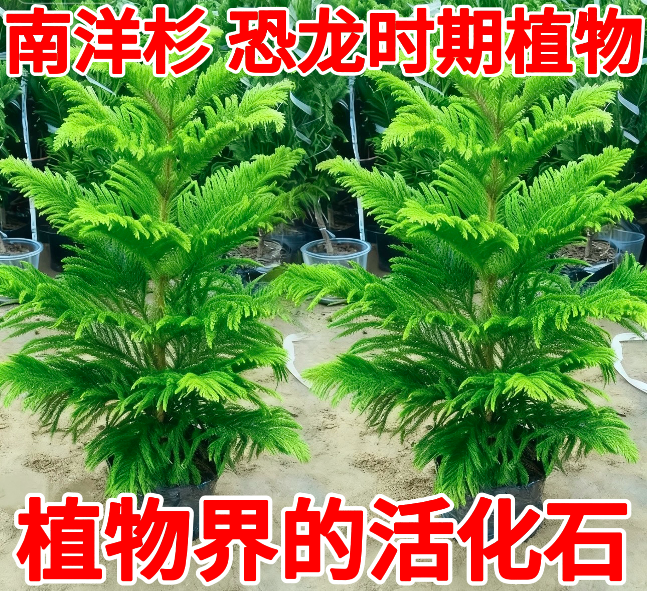 南洋杉盆栽树苗圣诞树网红绿植物室内客厅办公室花卉盆栽四季常青
