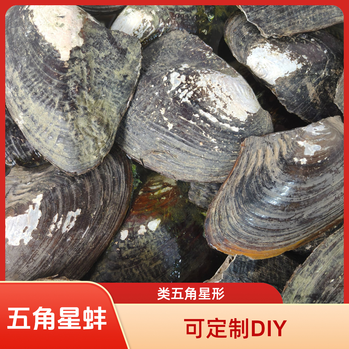 五角星蚌 支持定制DIY （活体开取，不退不换）