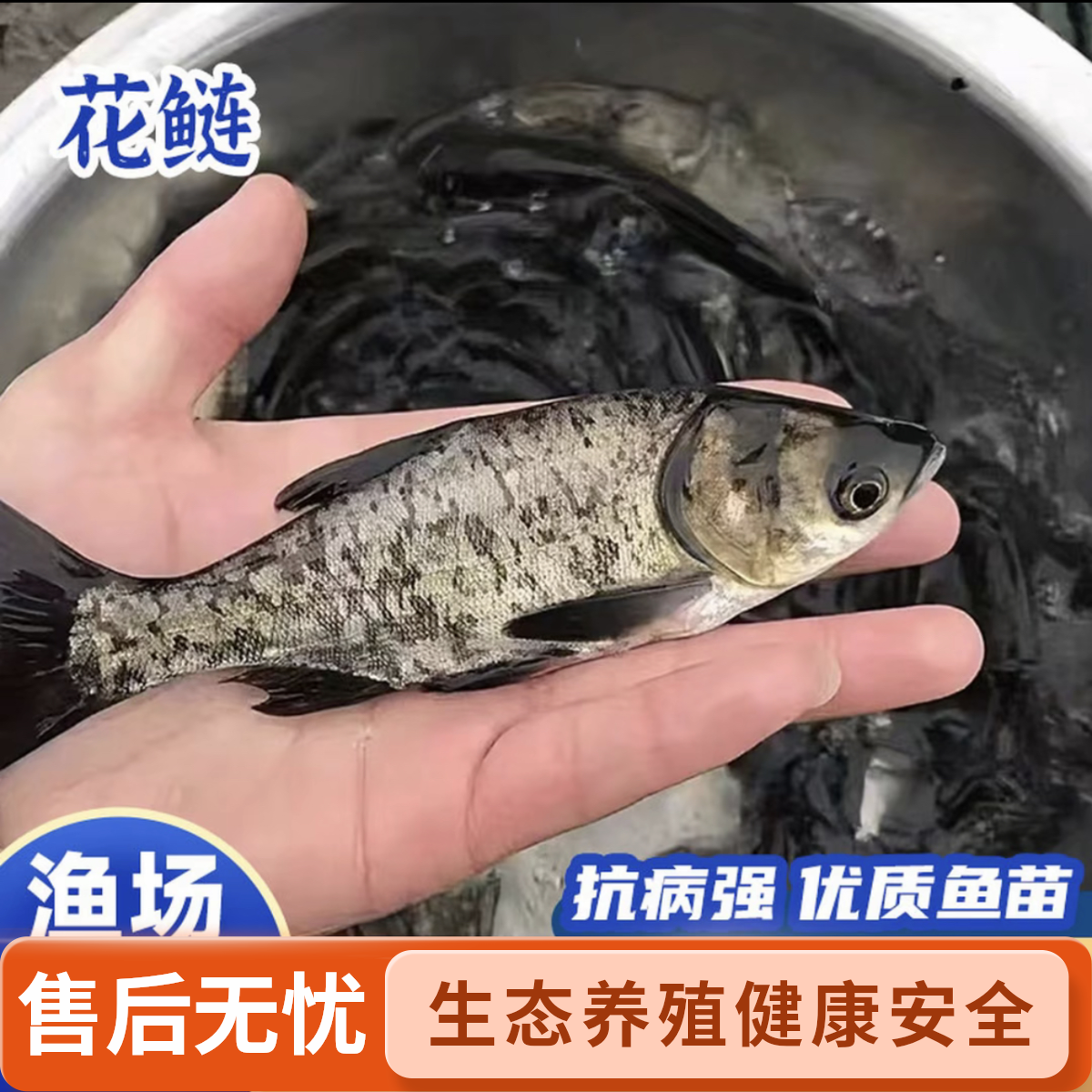 生态养殖 活体花鲢鱼 可用于观赏水族 淡水饲养