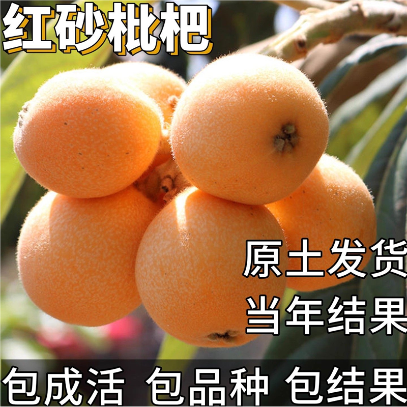 红沙枇杷苗南北方庭院耐寒枇杷树果苗大果盆栽矮化嫁接当年结果