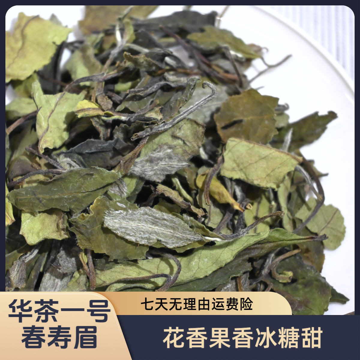 （拍一发三）2021年福鼎白茶华茶一号春寿眉