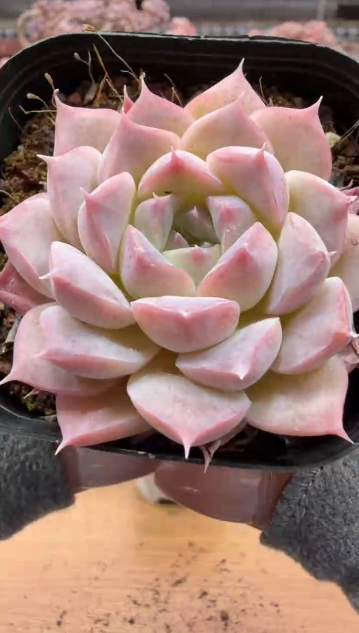 东云多肉园二店-95