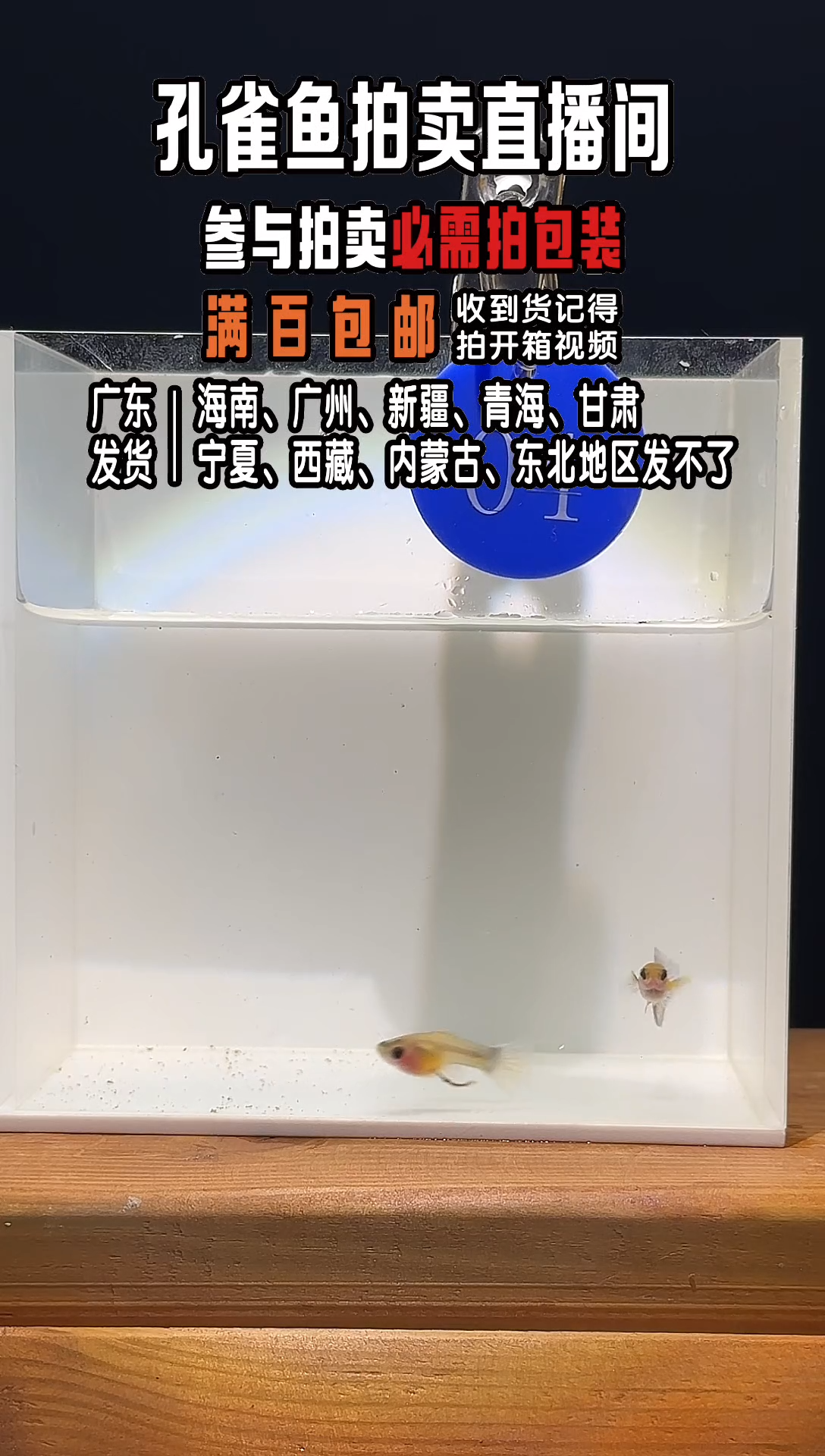 孔雀鱼蓝礼服玻璃猫1对