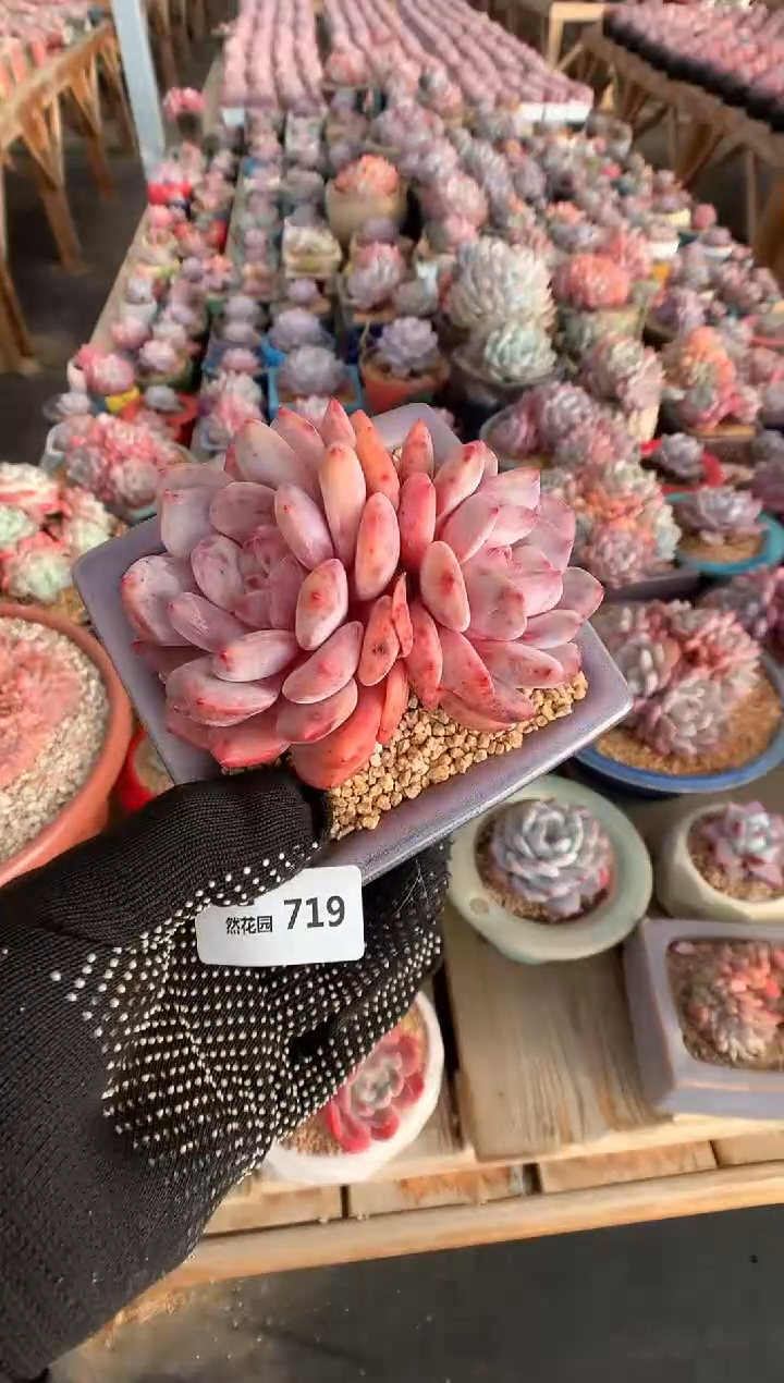 719雪天使多肉植物一物一拍