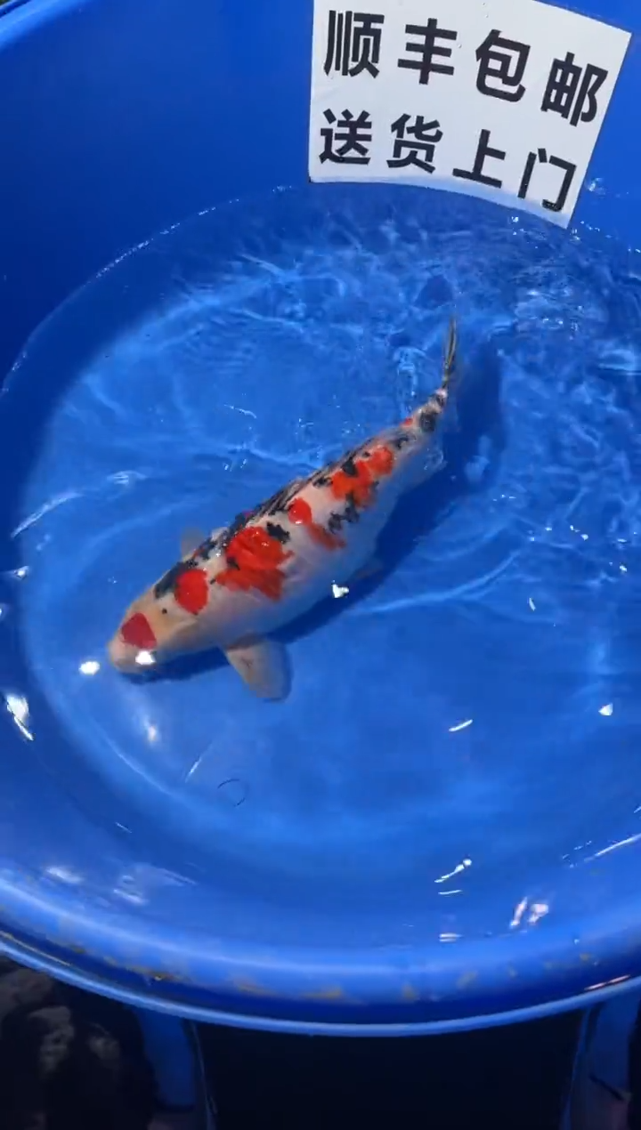 锦鲤精品锦鲤一尾