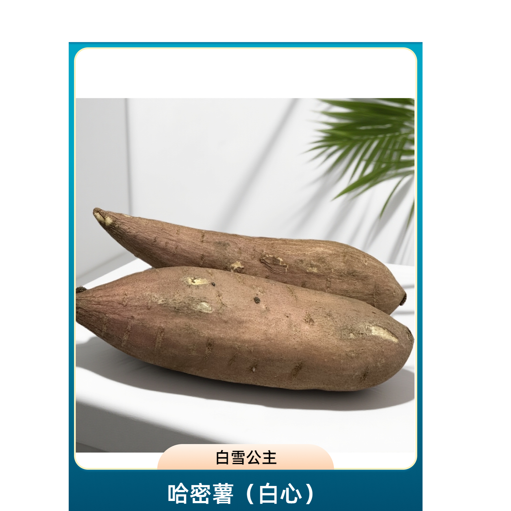 哈密薯   白雪公主冰糖心地瓜 