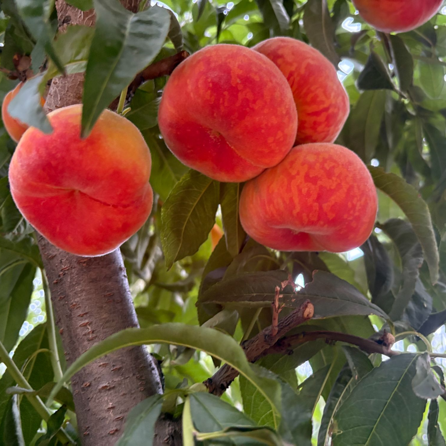 正宗彩虹蟠桃陕西现摘彩虹毛蟠桃脆软两吃香甜多汁当季新鲜水果