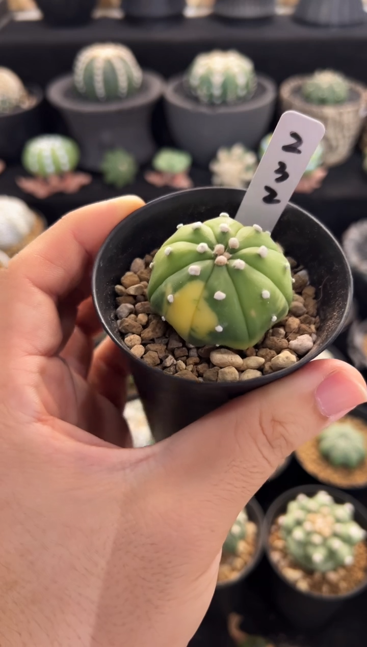 实生根星兜编码232