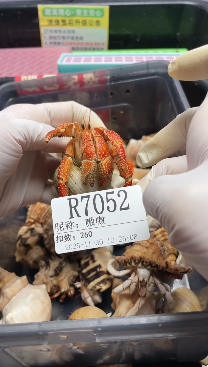 嗷*陌派帝国寄居蟹7052
