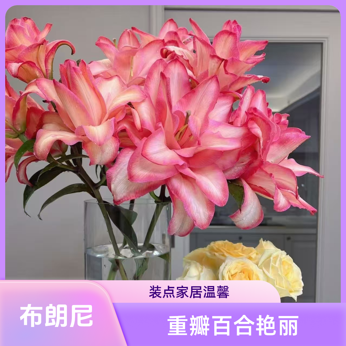 三头布朗尼吸色重瓣百合-任意两单发顺丰