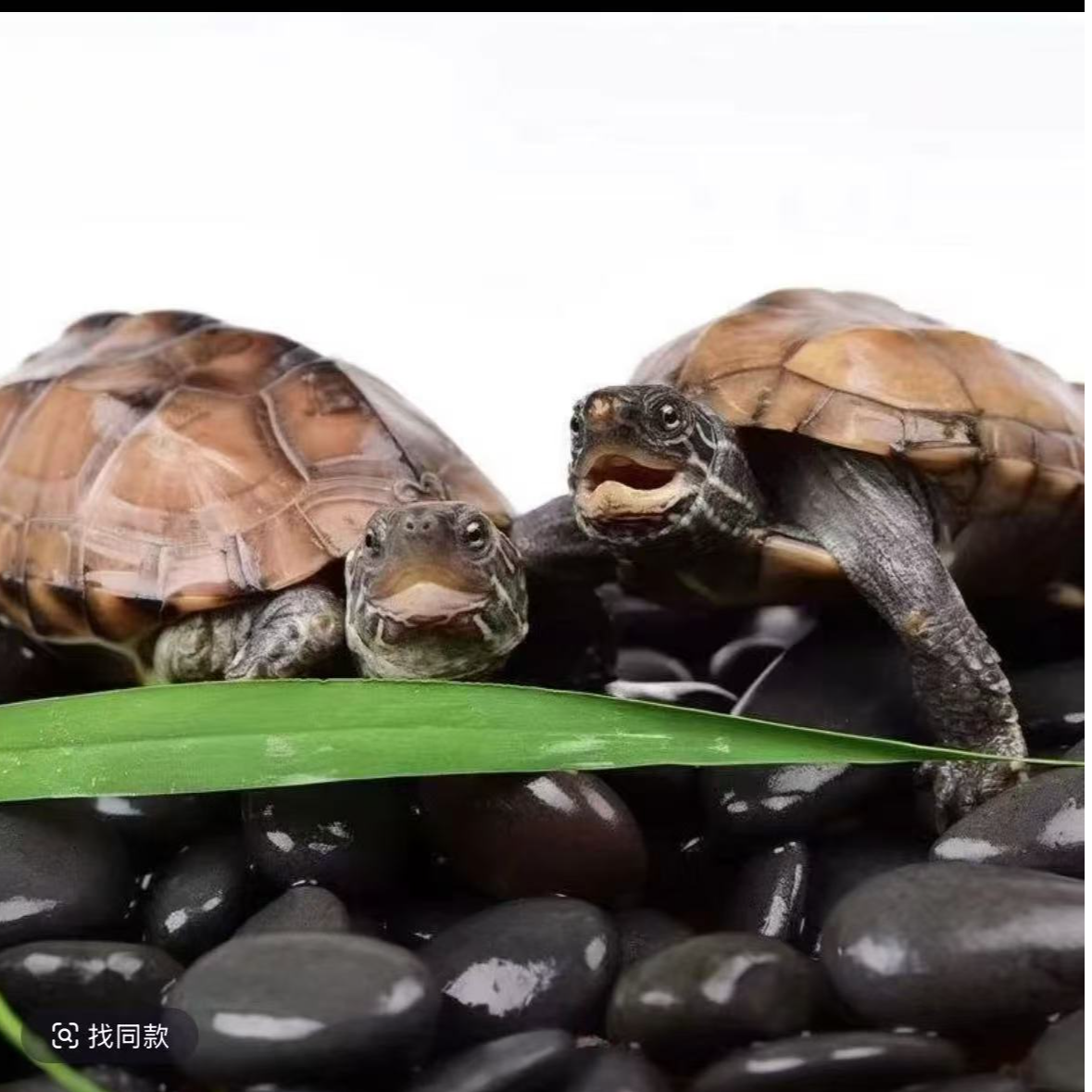 阿允宠物相册定制链接