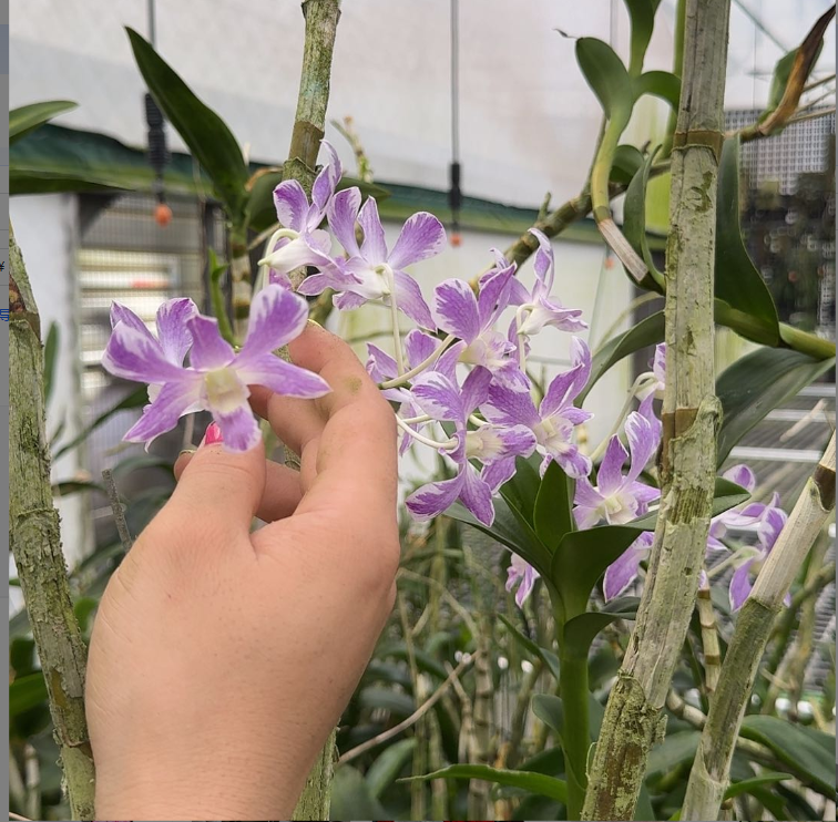 蓝色星王子 高芽 苗株 微瑕