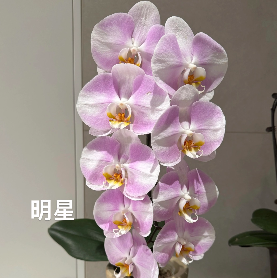 蝴蝶兰【明星】1.7寸花苗