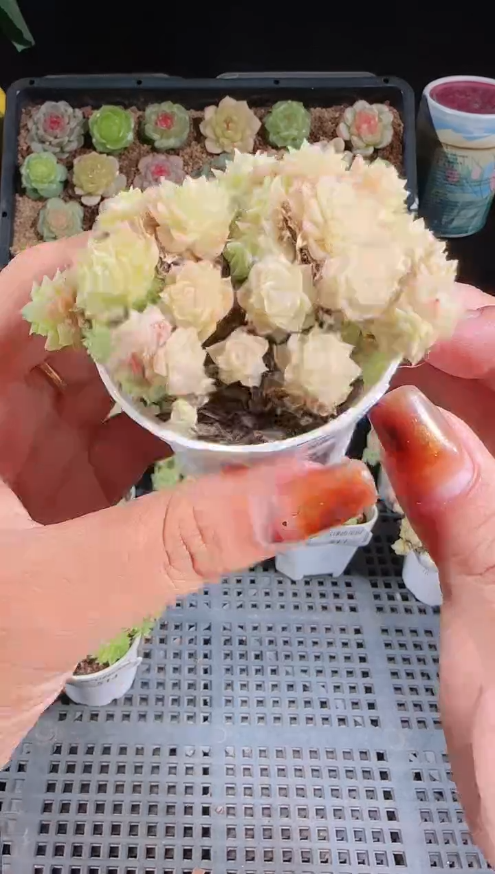 1102-515麦秆群不包整