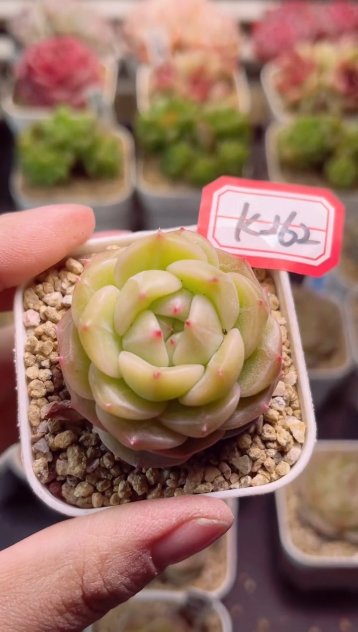 【闪购商品】K262金饭碗一物一拍