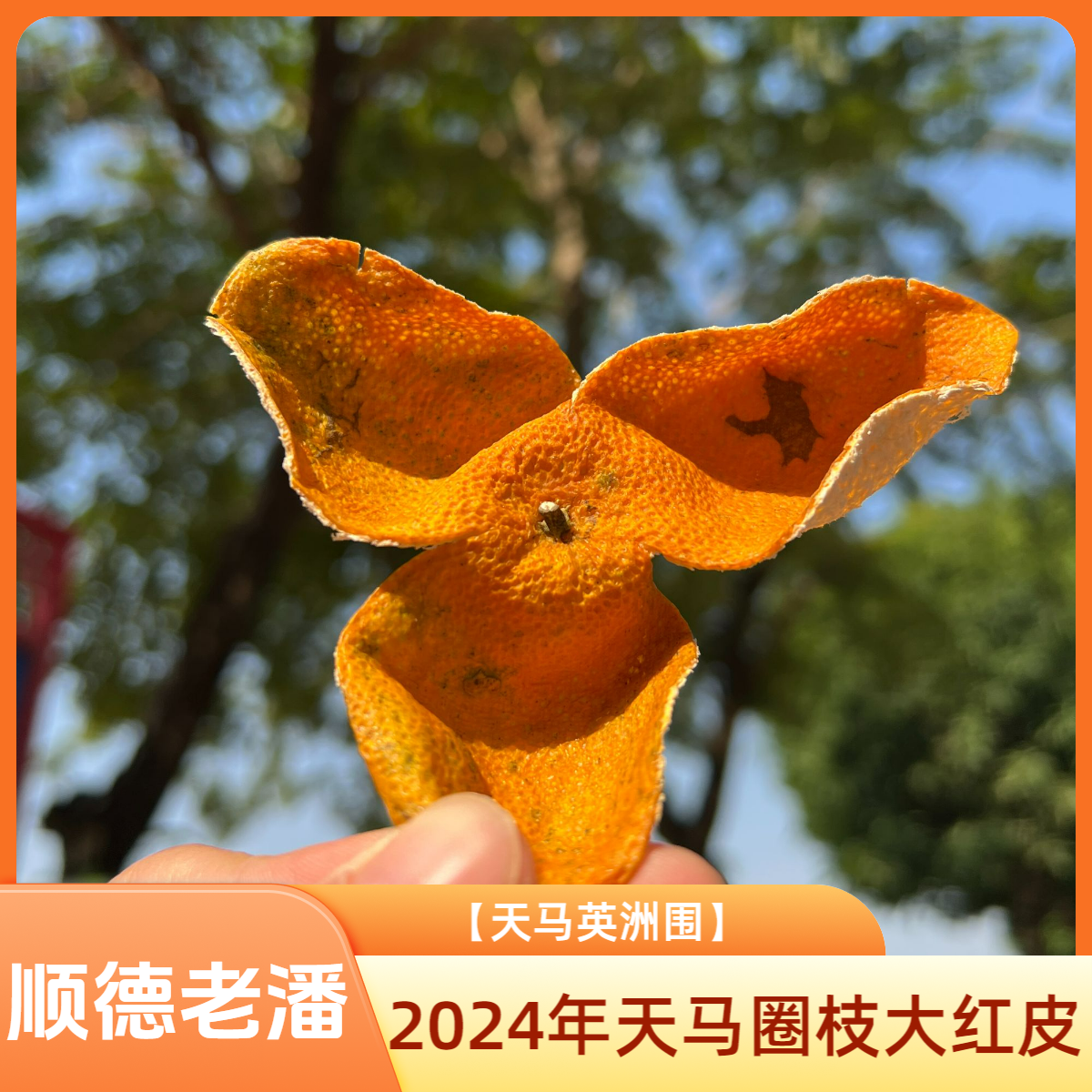 【英洲围】2024年新会天马圈枝大红皮/天然生晒自然仓