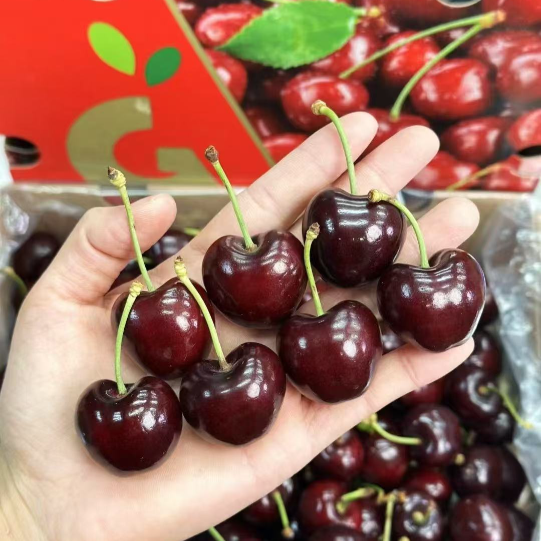 Y【5斤原箱】智利进口桑提娜海运车厘子内附果径卡顺丰2-3J黑车 