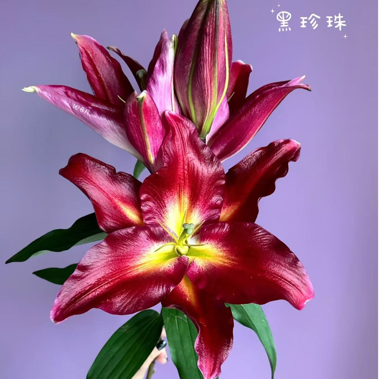 （小王）黑珍珠香水百合 顺丰冷链包邮