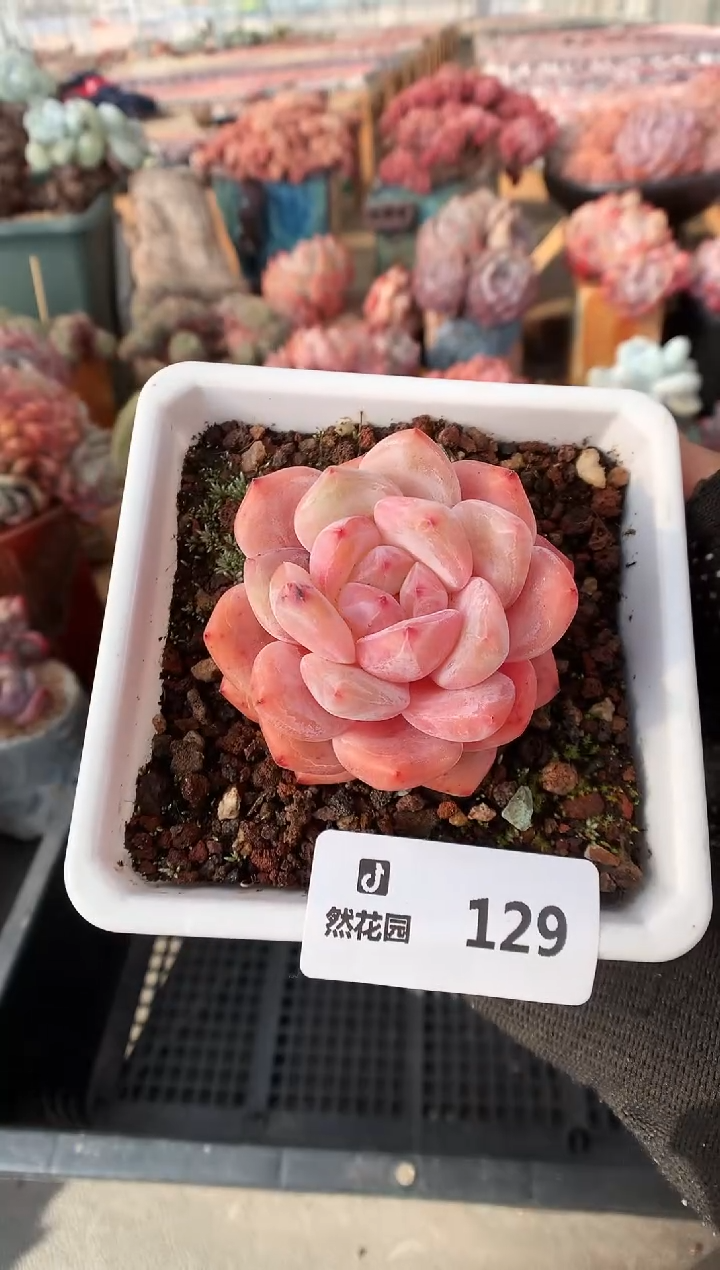 129橘子梦露一物一拍