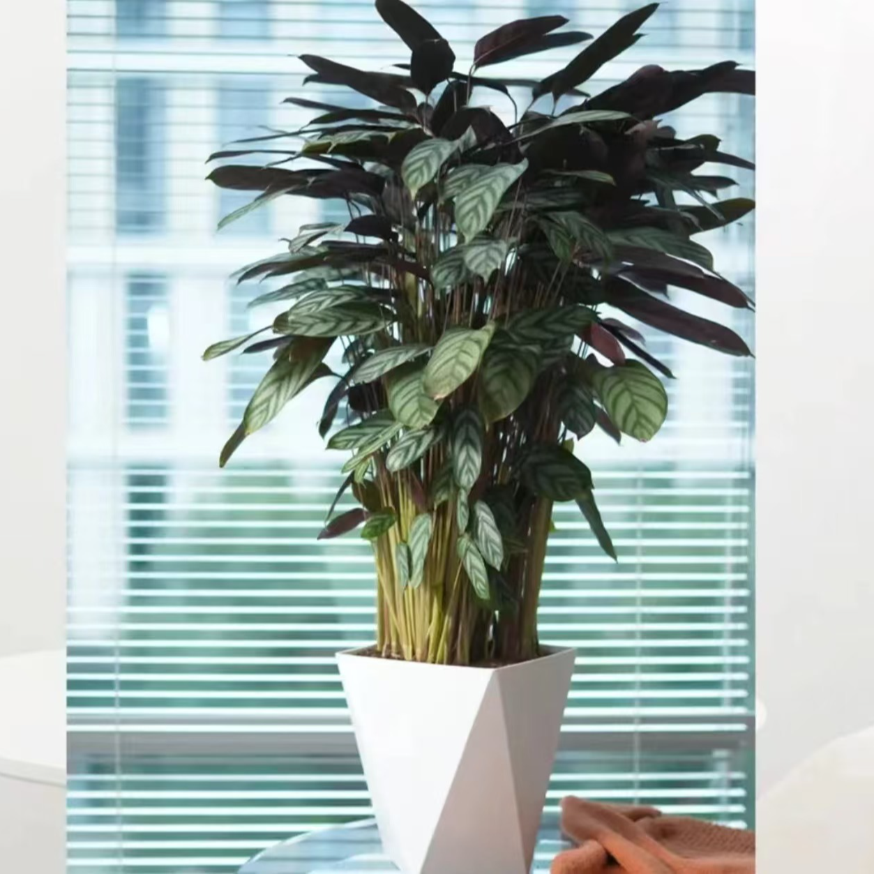 新飞羽竹芋70 - 80公分室内客厅盆栽净化空气四季常青观叶植物