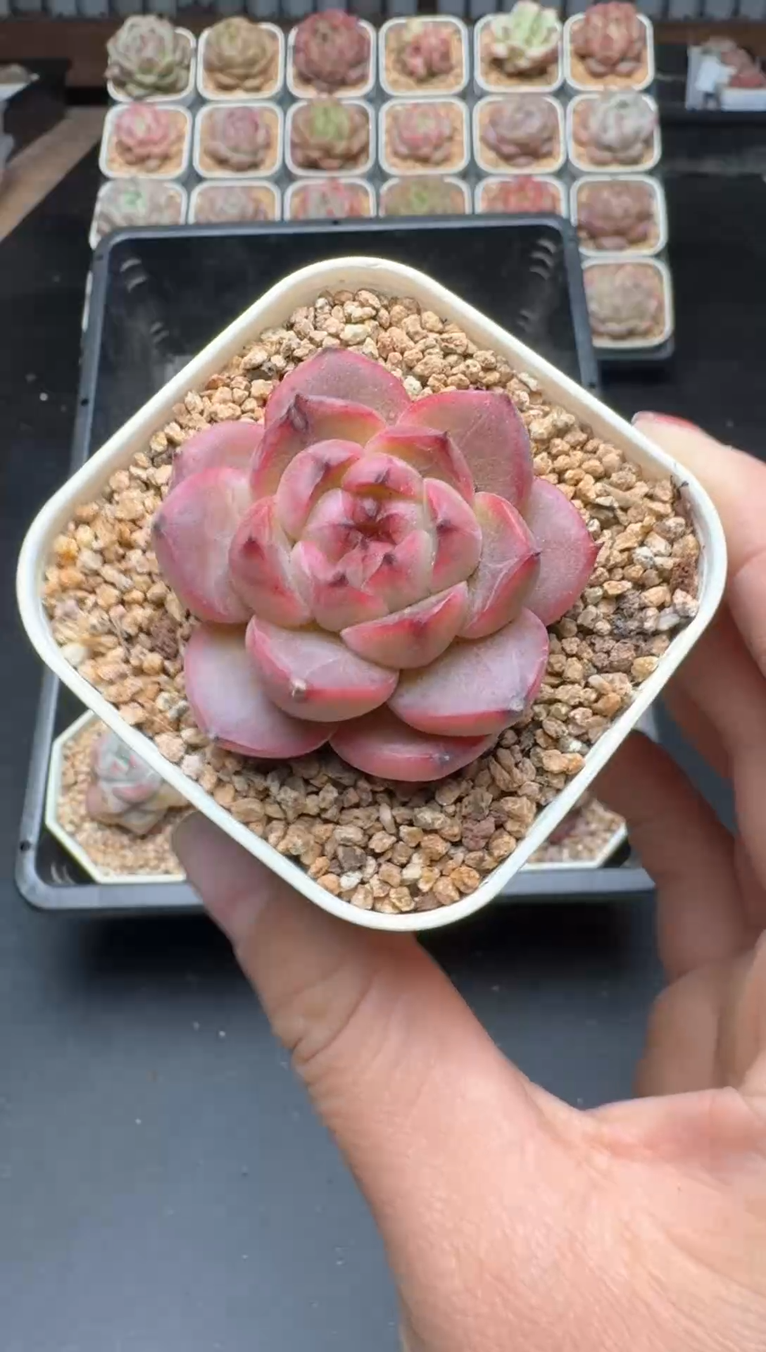 【闪购商品】654A号一物一拍多肉花卉植物拍3颗起发