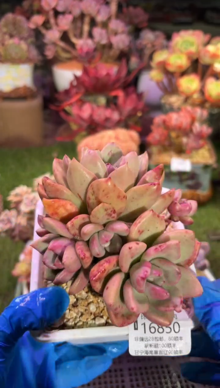 【闪购商品】16850