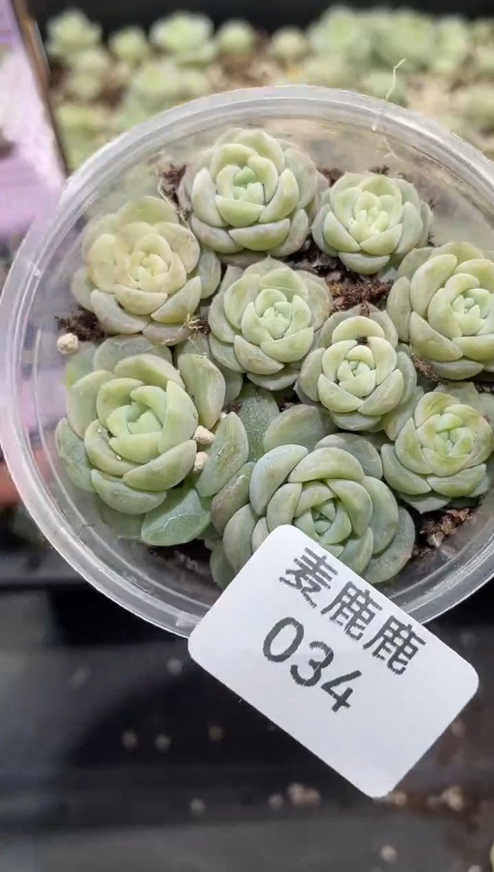 034无尽灯甜心     量拍