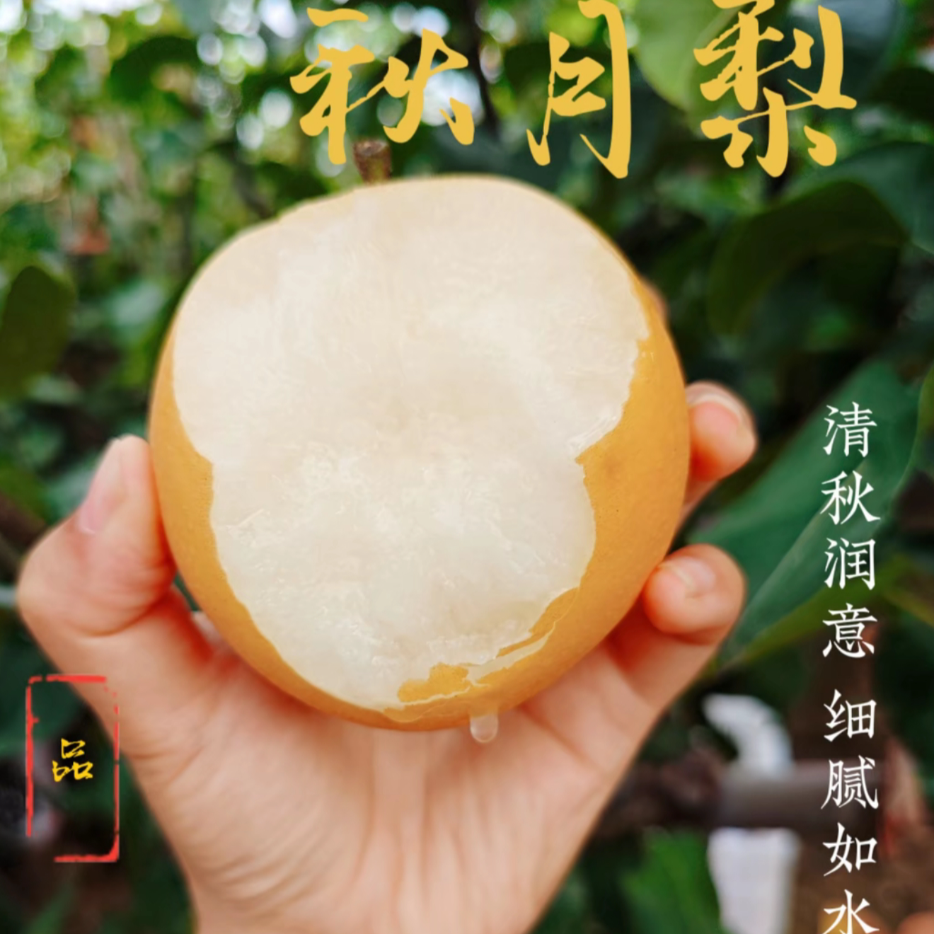 正宗秋月梨新鲜现摘皮薄肉细脆甜多汁当季香甜梨子水果中秋礼品