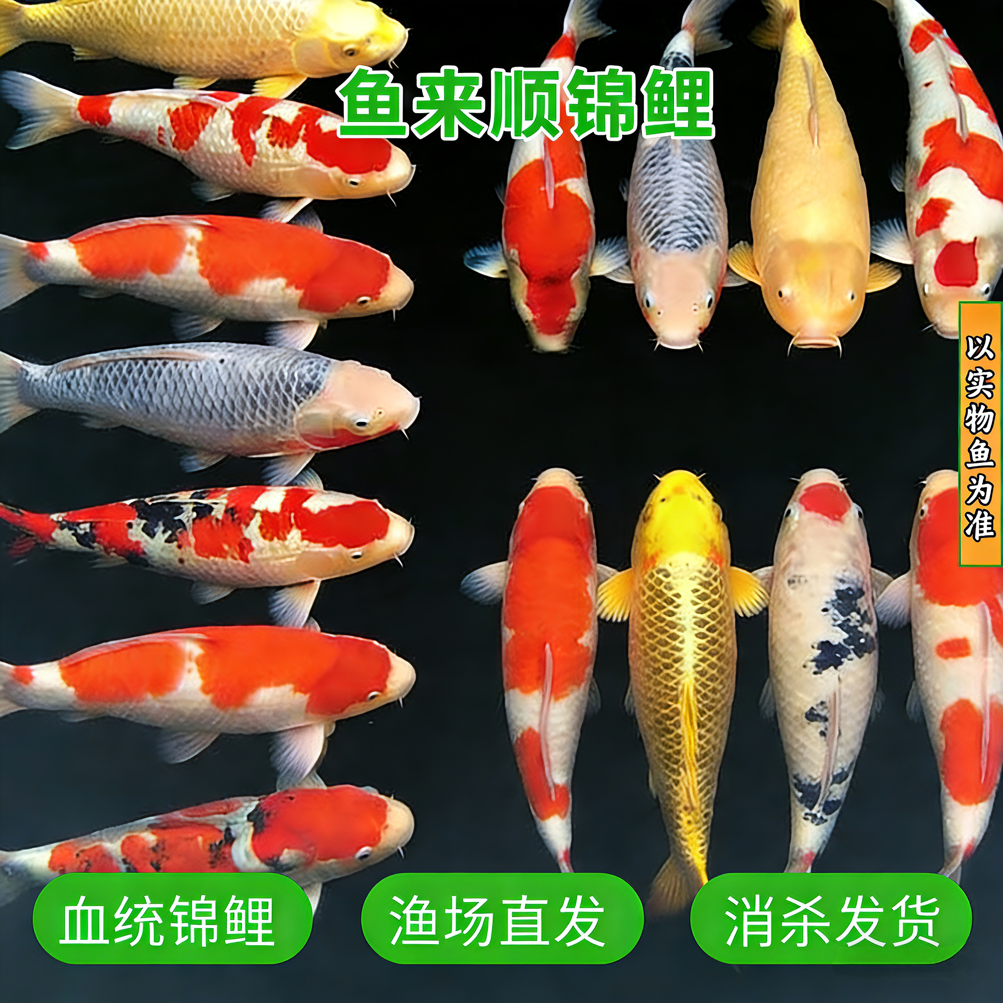 【特惠25-30cm5条】血统锦鲤多种颜色随机搭配小鱼锦鲤观赏鱼