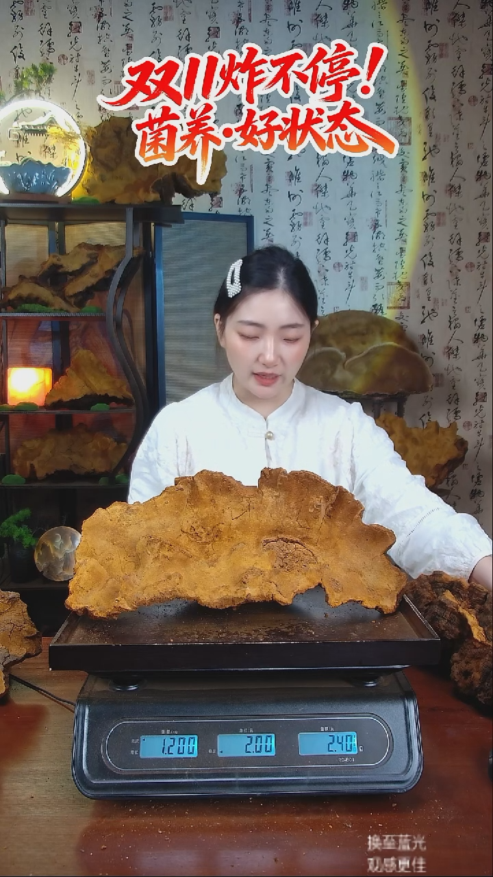 松针层孔菌中国大陆【藏区 野生】松树桑黄（2.4斤）30-40年份