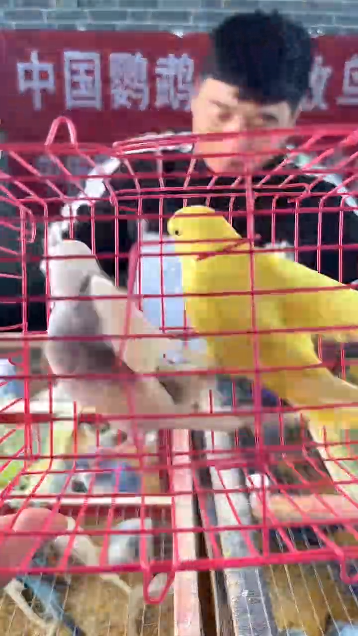 虎皮鹦鹉虎皮鹦鹉