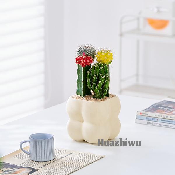 ins风绿植仙人球开花彩色幸运球新款耐热懒人耐旱植物栽好发货