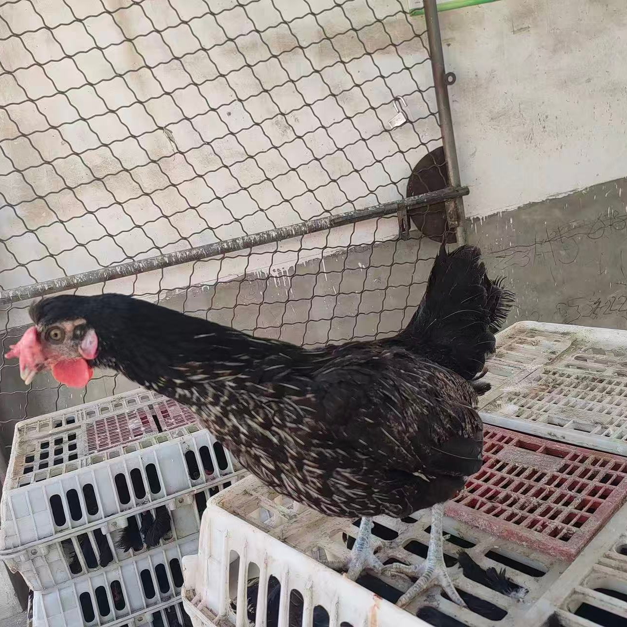 【活体】长尾鸡体态圆润黑色2.7斤左右宠物鸡发货顺丰包邮