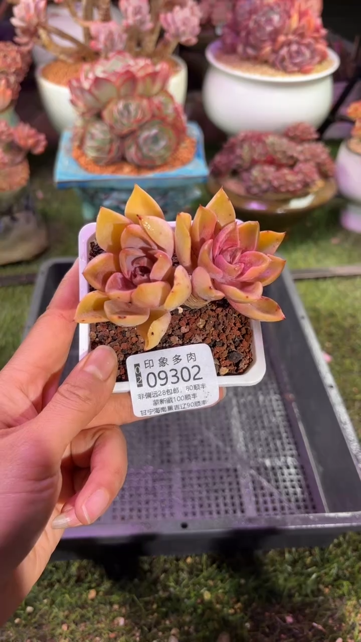 【闪购商品】09302