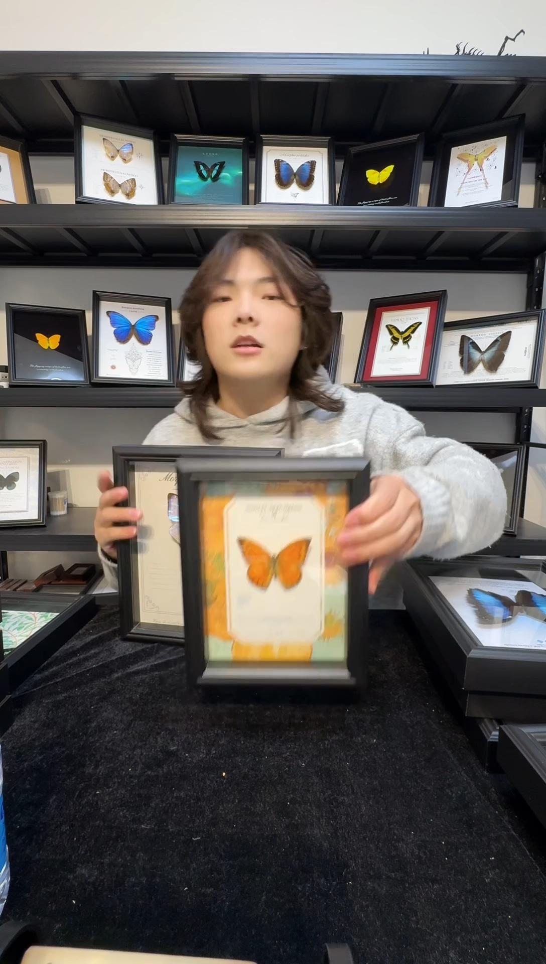 玻璃（一物一拍）真实蝴蝶标本