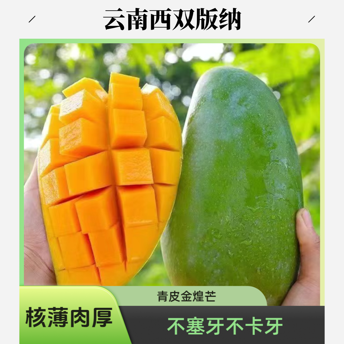 【生熟两吃】云南西双版纳青皮金煌芒正宗新鲜甜精品特大果新鲜