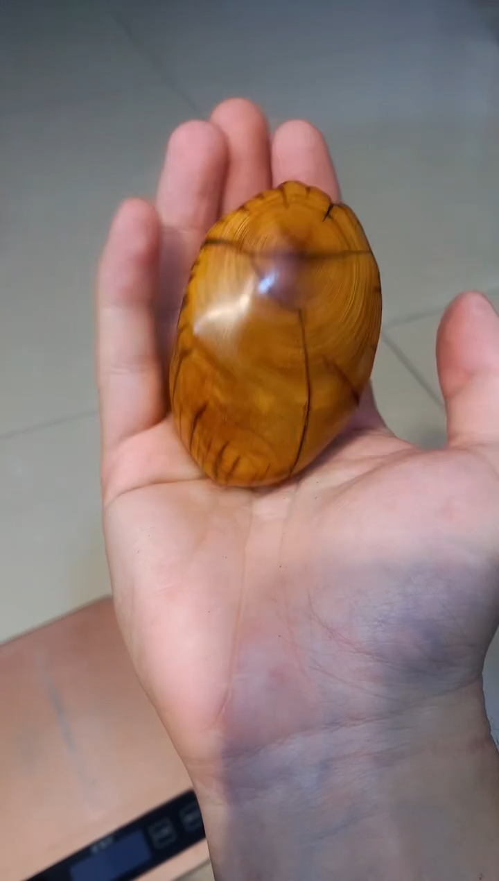 【闪购商品】柏木26崖柏崖柏崖柏崖柏崖柏