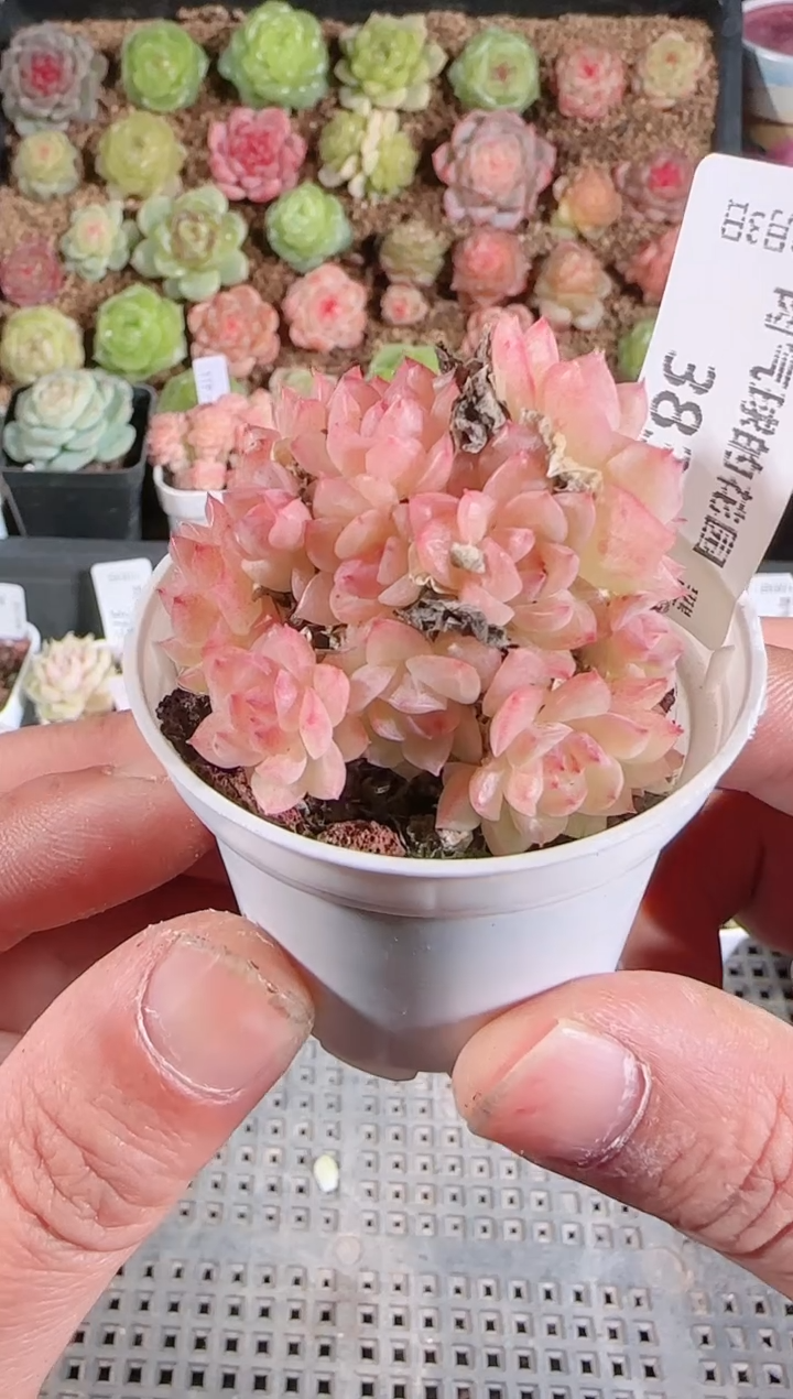 1203-383多肉群生不包整