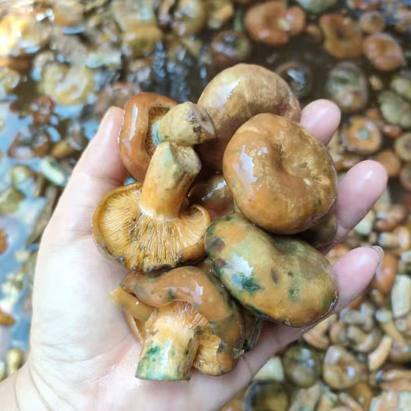 新鲜野生枞菌湖南深山现采暗窝菌美味煲汤食材真空包装顺丰包邮