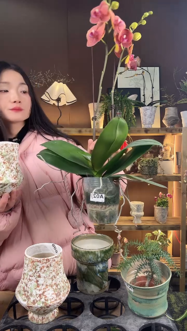 以实际为准蝴蝶兰大苗育苗盆021