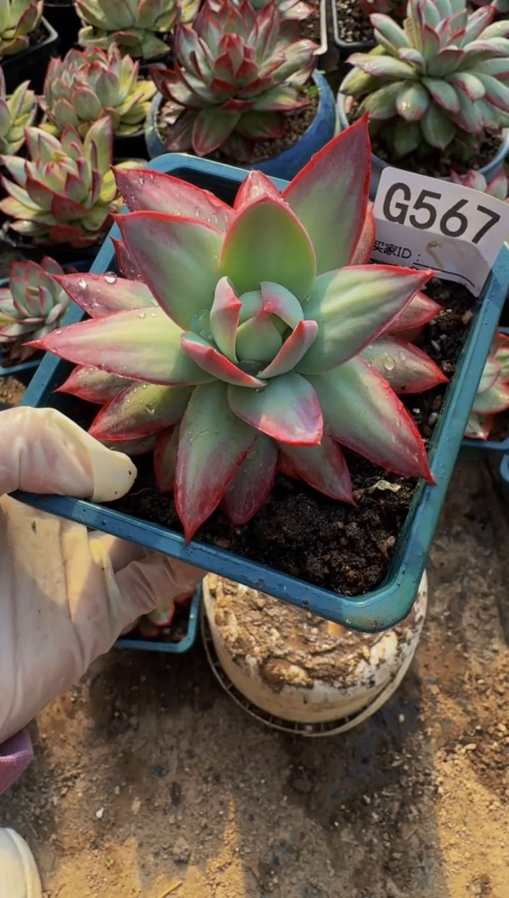 G567惊鸿仙子（裸根发货）