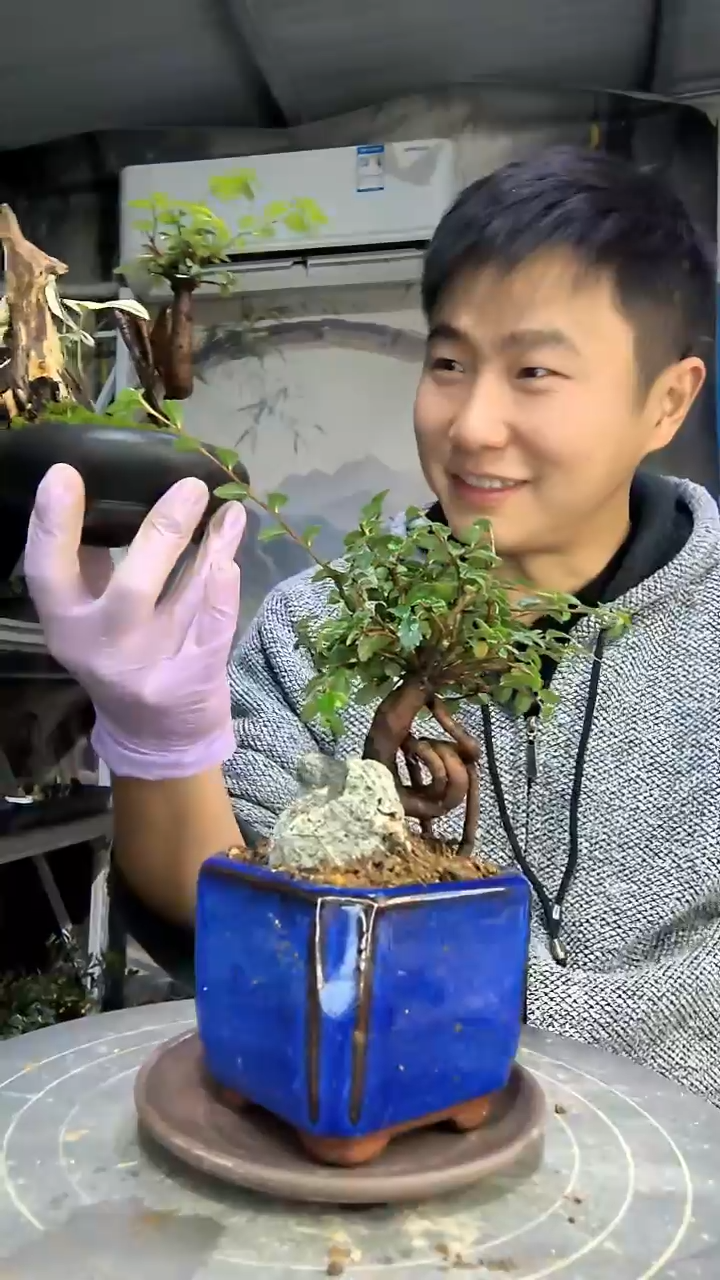 奋*中青园艺一物一拍花279