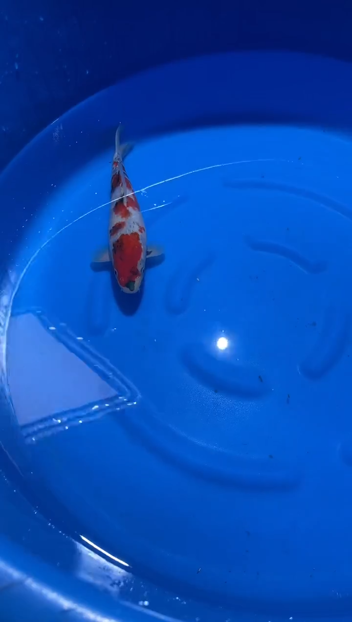 锦鲤大日蒙娜丽莎昭和